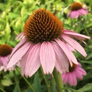 Meet your Posher, Krista